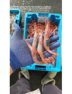QUISQUILLA GORDA 500 GRAMOS 2