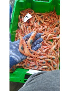 QUISQUILLA  MEDIANA 500 GRAMOS 2