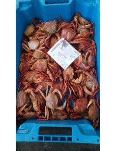 CANGREJO ROJO 500 GRAMOS