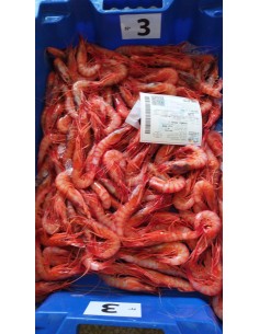 GAMBA ROJA MEDIANA CORTA...