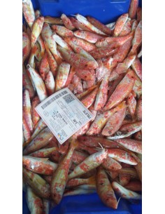 SALMONETES DE ROCA MEDIANO...